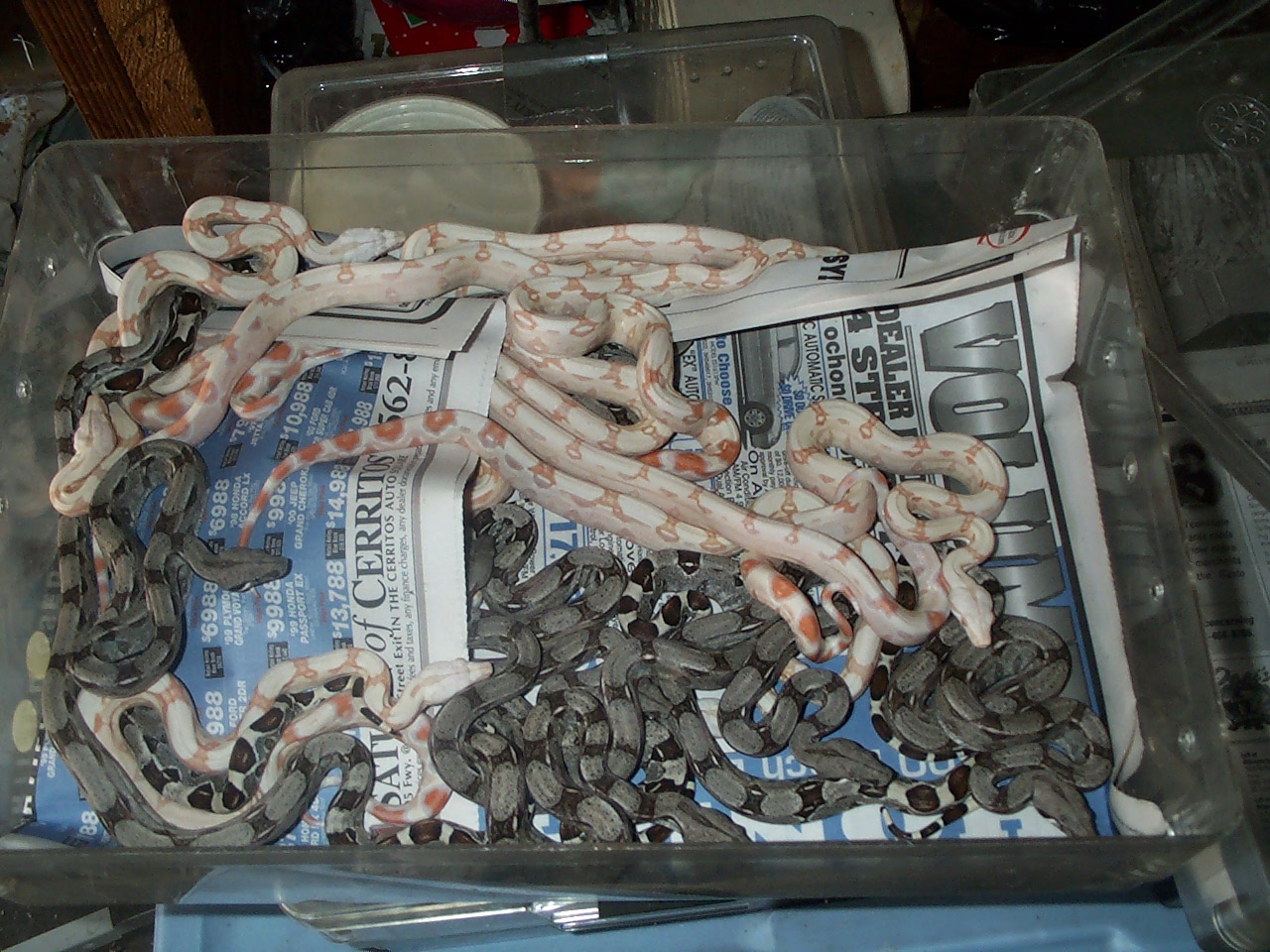 albhet litter