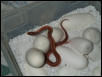 Coxi hatchling