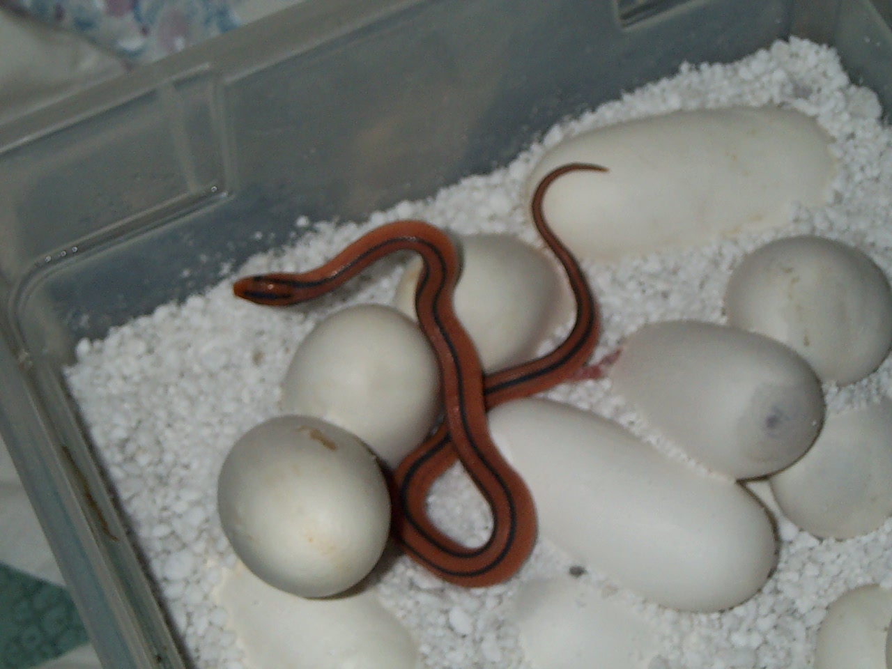 Coxi hatchling