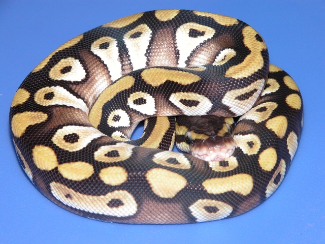 Our mojave