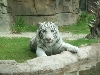 Zoo Tiger