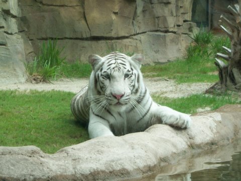 Zoo Tiger