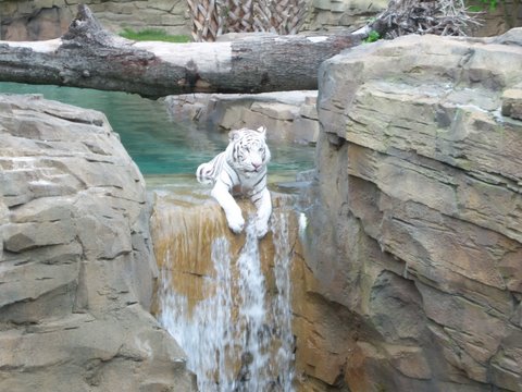 Zoo Tiger
