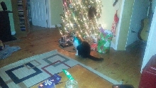 Xmas Cat