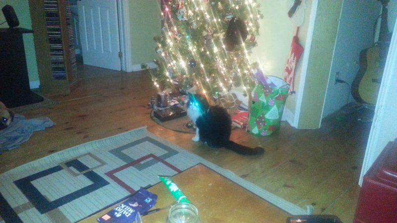 Xmas Cat