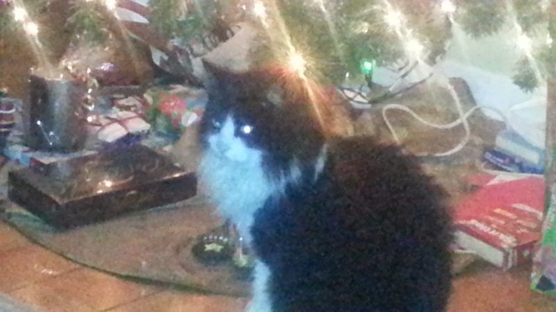Xmas Cat