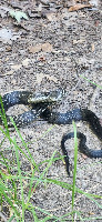 Gray Ratsnakes