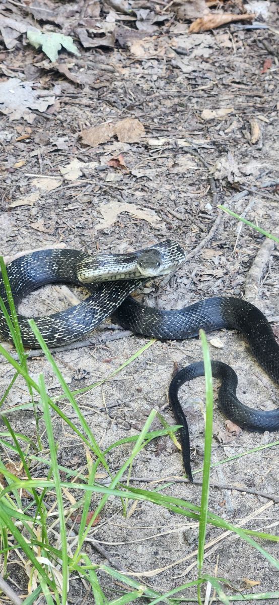 Gray Ratsnakes