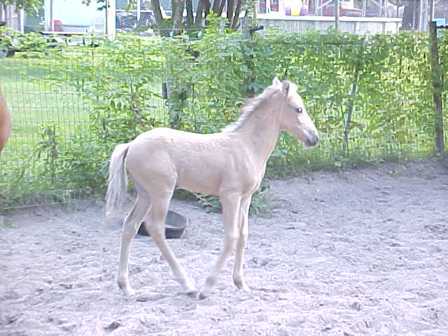 Galadriel de Alexandra