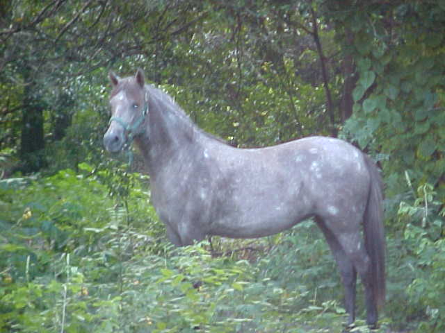 Maraquita de Alexandra