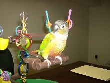 Our Conure "Bella"