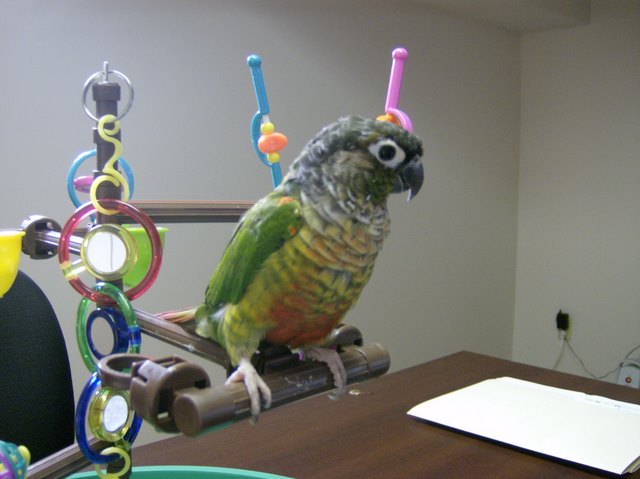 Our Conure "Bella"