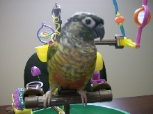 Our Conure "Bella"