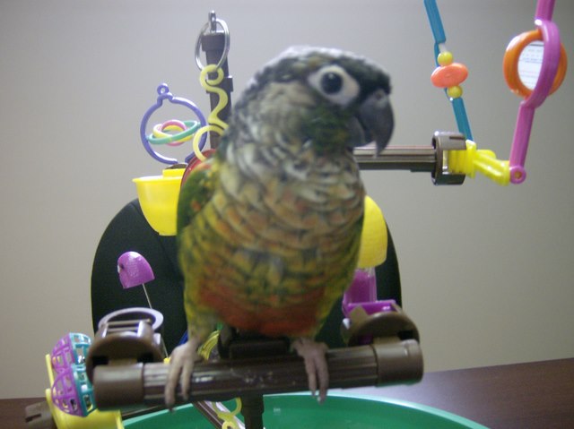 Our Conure "Bella"