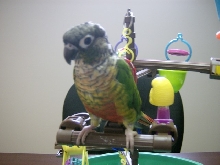 Our Conure "Bella"