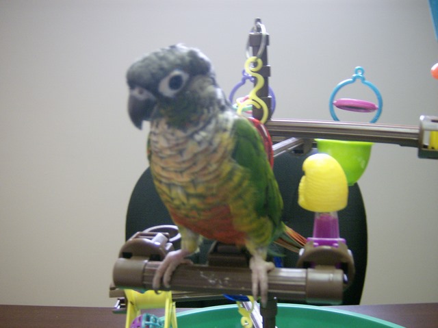 Our Conure "Bella"
