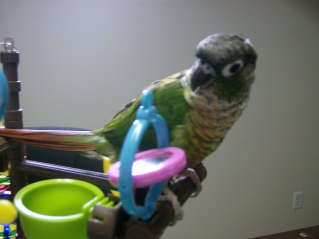 Our Conure "Bella"