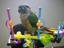 Our Conure "Bella"