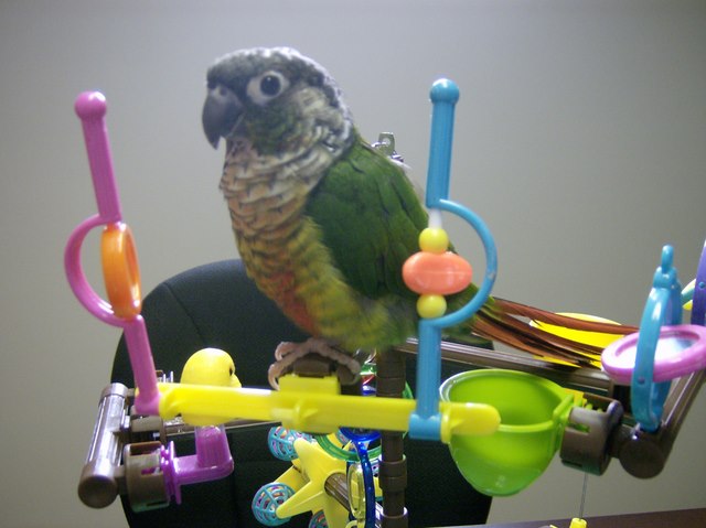 Our Conure "Bella"