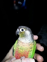 Bella
