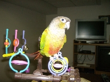 Bella