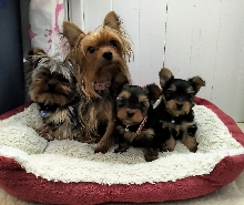 4 Yorkshire Dogs