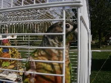Our Conure "Bella"