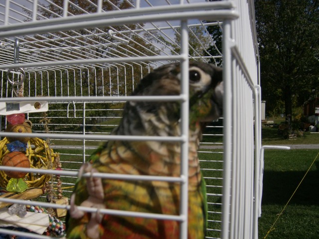 Our Conure "Bella"
