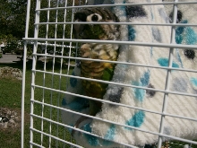 Our Conure "Bella"