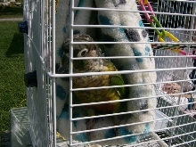 Our Conure "Bella"