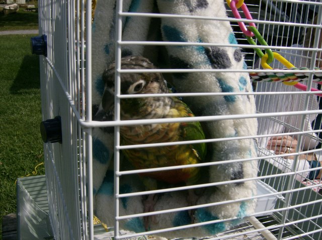 Our Conure "Bella"