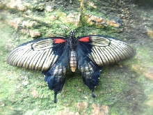 Niagara Falls Butterfly farm