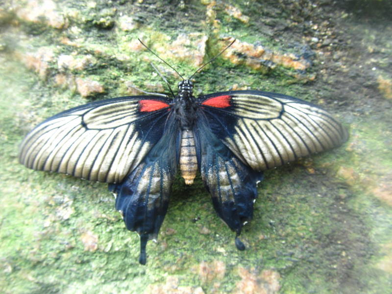 Niagara Falls Butterfly farm