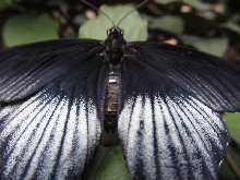 Niagara Falls Butterfly farm