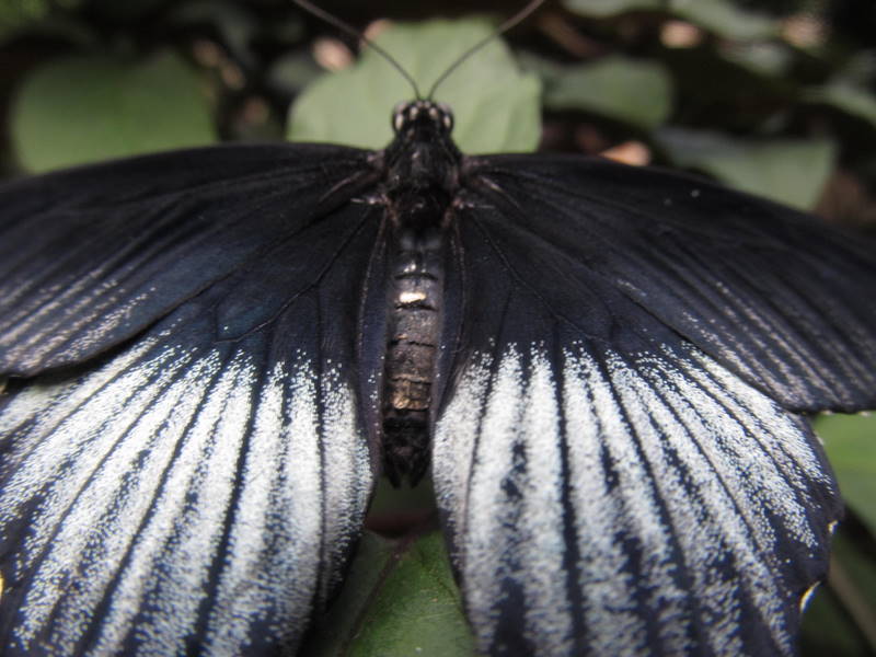 Niagara Falls Butterfly farm