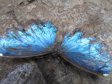 Niagara Falls Butterfly farm