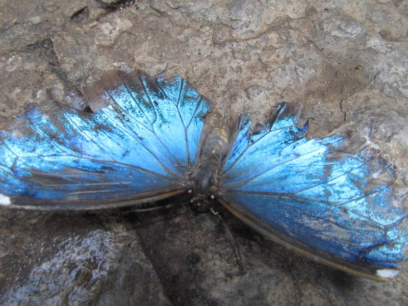 Niagara Falls Butterfly farm