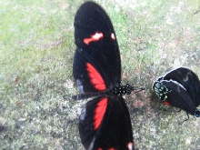 Niagara Falls Butterfly farm