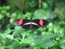 Niagara Falls Butterfly farm
