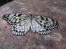 Niagara Falls Butterfly farm