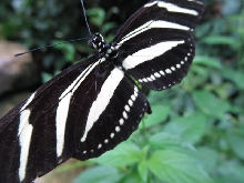 Niagara Falls Butterfly farm