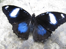 Niagara Falls Butterfly farm