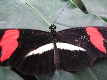 Niagara Falls Butterfly farm