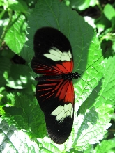 Niagara Falls Butterfly farm