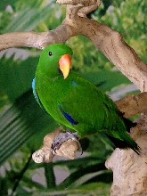 Niagara Falls Aviary