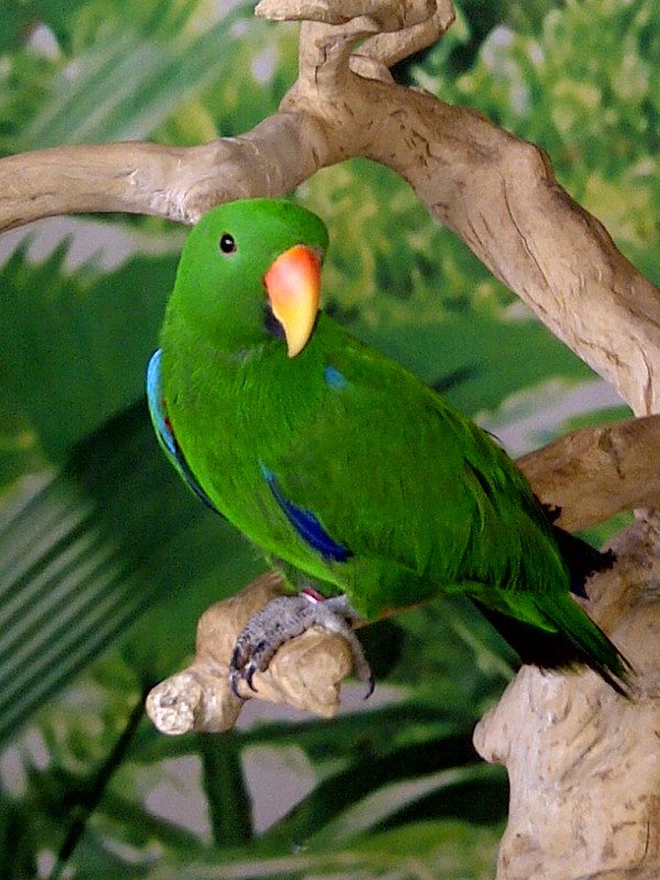 Niagara Falls Aviary