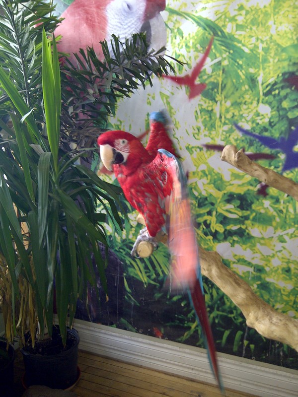 Niagara Falls Aviary