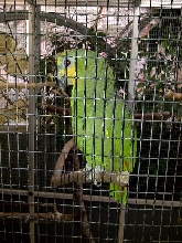 Niagara Falls Aviary