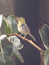 Niagara Falls Aviary