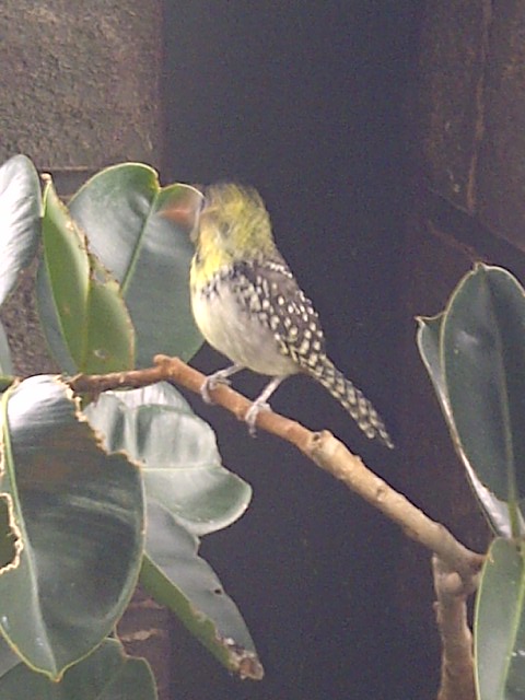 Niagara Falls Aviary